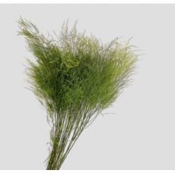 Treefern Nacional 70cm "Paquete"