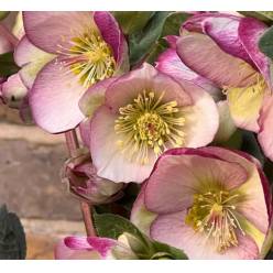 Helleborus Glenda Glos 40cm