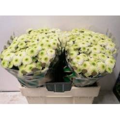 Santini San Ferry 1200gr "T25" Bl.