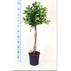 P. Ficus Hol Moclame Trenzado  23/110cm