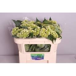 Celosia Cresta Hol. Verde 65cm