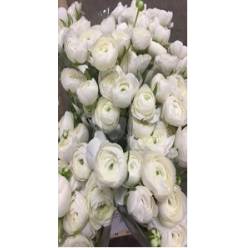 Ranunculos Hol. El White 45cm 35gr