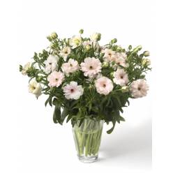 Ranunculos Hol. Butterfly Ariadne 60cm 50gr "T10"