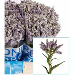 Veronica Smart Splash 40cm Malva