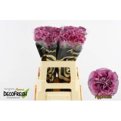 Clavel Hol. 65cm Hypnosis x10