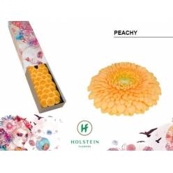 Gerbera Mini Hol.  Gerponi Peachy "CC30"