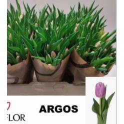 Tulipan Hol. Argos 40cm Mal.