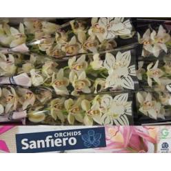 Cymbidium Cascade 60cm Bl. " Sanfiero "
