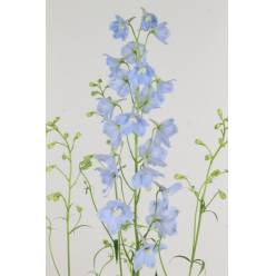 Delphinium Hol. En Ballkleid 80cm "T10"