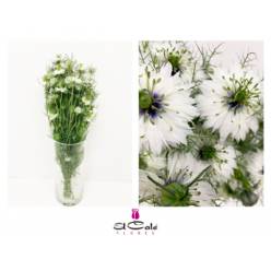 Nige D. Bridal White 75cm