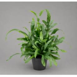 P. Phlebo A Blue Star 14/45cm x7