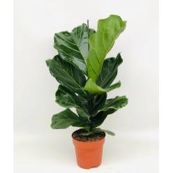 P. Ficus Hol. Lyrata 17/80cm x6