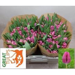 Tulipan Hol. Furand Purple 35cm Mo.