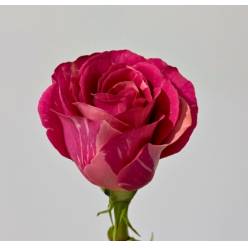 Rosa Ecu. Pandora 50cm