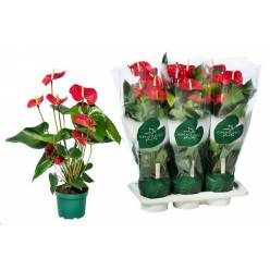 P. Anthurium An Nevada Rj. 17/65cm x6 5+ Flor. -Amazone plants-