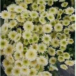 Tanacetum Nac. Boton Crema 70cm Paq. x5 Sup.(ORINOCO)