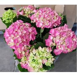 P. Hortensia Nac. Fresa 17/55cm x6