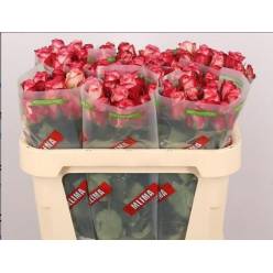 Rosa Hol. Spark Condor 60cm