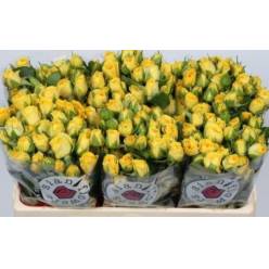 Ramificada Golden Blossoms 50cm Am