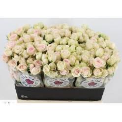 Ramificada Sweet Blossoms 50cm