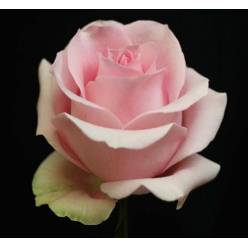 Rosa Ecu. Luciano 50cm Rs