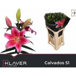 Oriental Hol. Rs. Calvados 85cm 5 flores