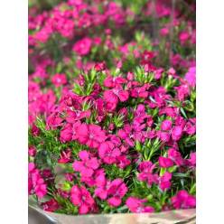 Dianthus Amazon Fucsia 80cm