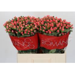 Hypericum Ecu. Sweet Romance 60cm "T25" Rs.