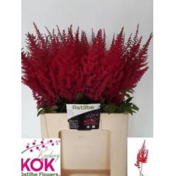 Astilbe Paul Gaarde "KOK" 65cm x10