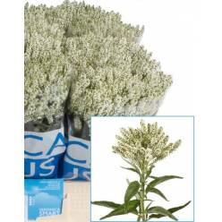 Veronica Smart Wave 50cm Bl. 'T20'