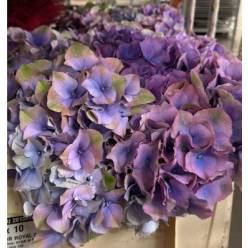 Hortensia Hol. Roy. Palace 50cm 18/20