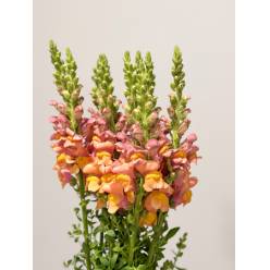 Antirrhinum Hol. Antibes Orange 75cm