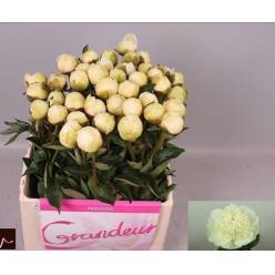 Peonia Hol. Bridal Shower 55cm Bl.