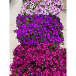 Dianthus Amazon Morado 80cm