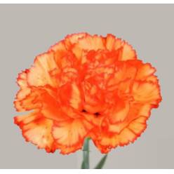 Clavel Nac. 70cm Ateca Naranja