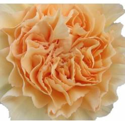 Clavel Nac. 70cm Mandarin