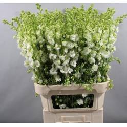 Delphinium Hol. Cons R Q White 90cm