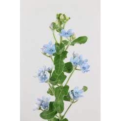 Oxypetalum Tan Pur Blue 45cm Az "T20"