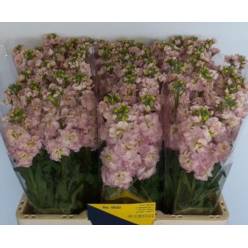Aleli Hol. Stox Champagne 60cm "T10"