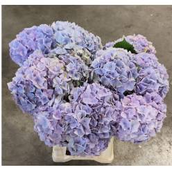 Hortensia Hol. My Minerva 60cm �16/18 Malva