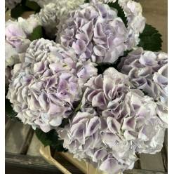 Hortensia Hol. My Pinktou 80cm 20/22 Champagne