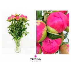 Peonia Nac. Coral Sunset 60cm