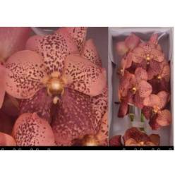 Vanda Leopard Coral x16