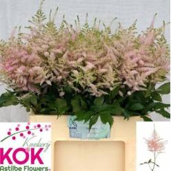Astilbe Europa "KOK" 60cm Rosa