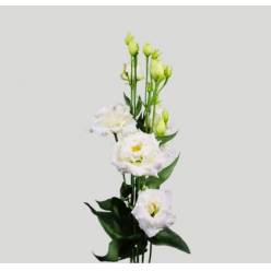 Lisiantus Hol. Alissa Pure White 70cm 55gr "BERG"