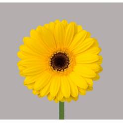 Gerbera Mini Hol. Pires Am "T20"