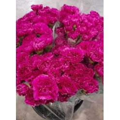 Clavel Nac. 70cm Mulberry