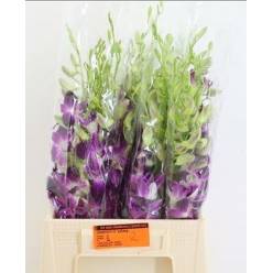 Dendro overig 45cm