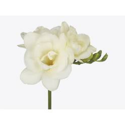 Fresia Hol. Versailles 55cm 18gr Bl. "T50"