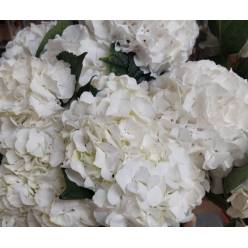 Hortensia Hol. Allure 60cm 18/20